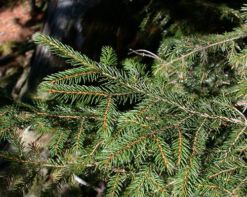 Red spruce